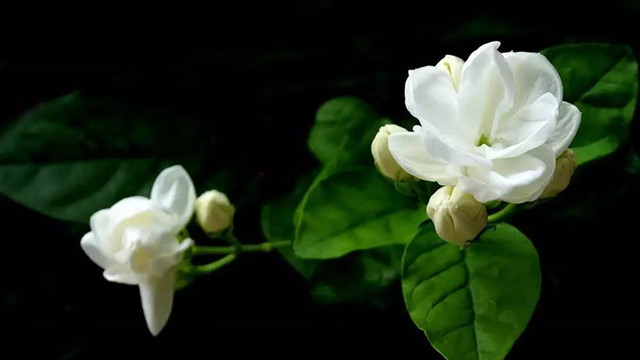 茉莉花施肥方法(茉莉花施肥方法和技巧)