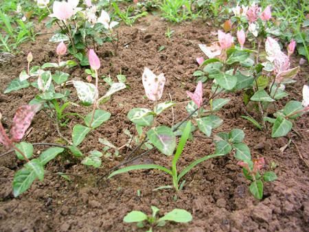 花叶络石夏季怎么养护