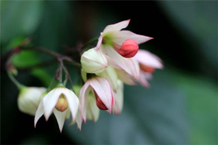 龙吐珠花怎么剪枝才能开花