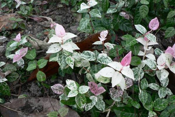 花叶络石的病虫害及其防治(花叶络石夏季怎么养护)