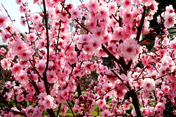 梅花盆景的夏季养护(梅花盆景夏天怎么护养)