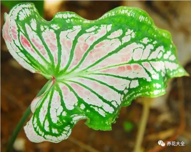 月季 花期