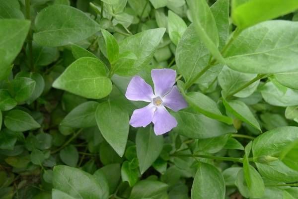 四季常春又耐寒的花有哪些(四季常春又耐寒的花有哪些图片)