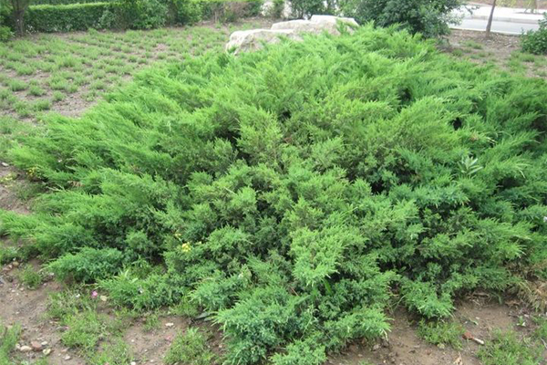 铺地柏怎么繁殖(铺地柏怎么繁殖方法)